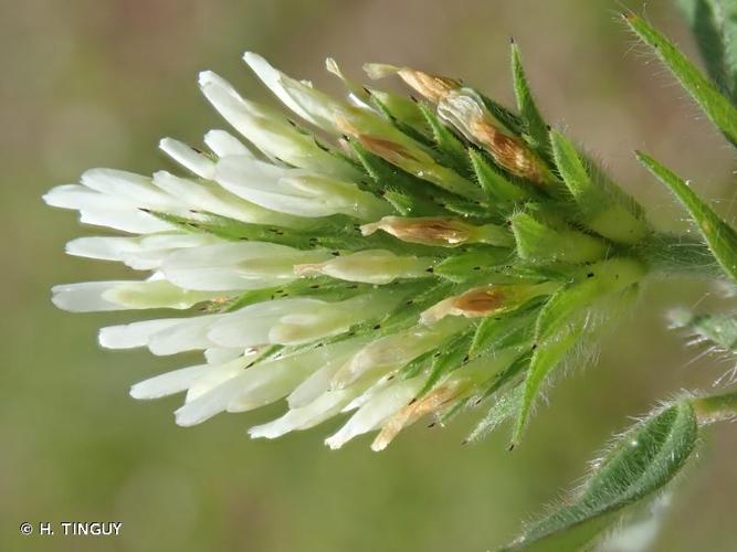 <i>Trifolium squamosum</i> L., 1759 © H. TINGUY