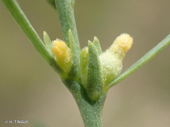 <i>Thymelaea passerina </i>(L.) Coss. & Germ., 1861 subsp.<i> passerina</i> © H. TINGUY