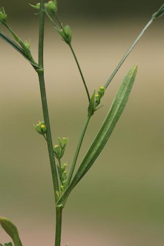 <i>Bupleurum virgatum</i> Cav., 1791 © R. Dupré MNHN/CBNBP