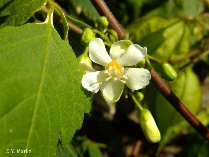 <i>Cardiospermum grandiflorum</i> Sw., 1788 © 