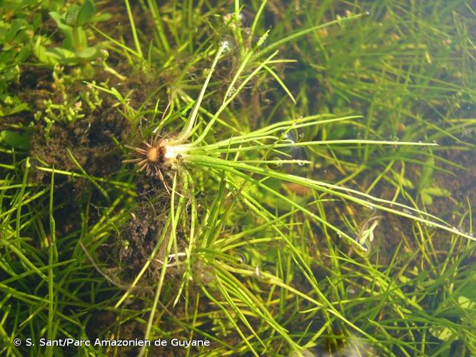 <i>Isoetes longissima</i> Bory, 1844 © S. Sant/Parc Amazonien de Guyane