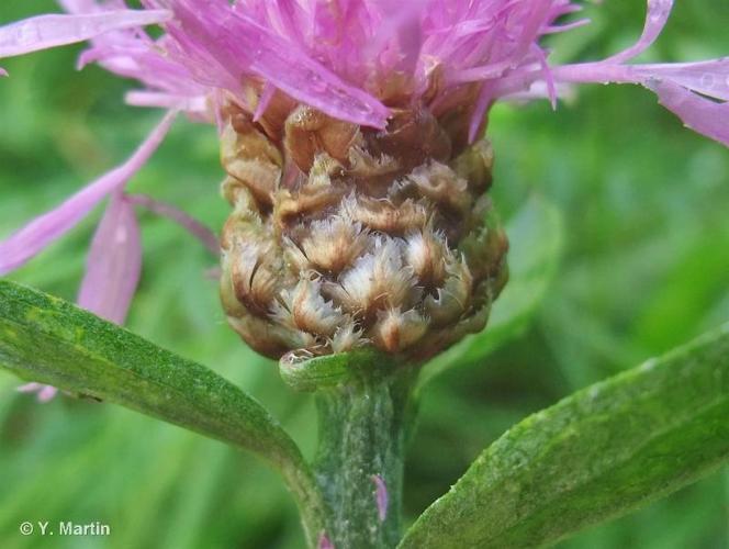 <i>Centaurea jacea </i>L., 1753 subsp.<i> jacea</i> © 