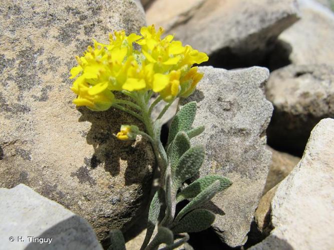 <i>Alyssum flexicaule</i> Jord., 1846 © H. Tinguy