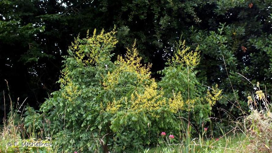 <i>Koelreuteria paniculata</i> Laxm., 1772 © F. Michalke