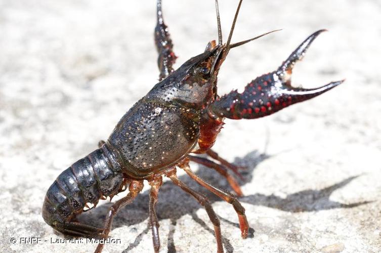 <i>Procambarus clarkii</i> (Girard, 1852) © FNPF - Laurent Madelon