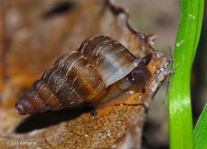 <i>Cochlostoma septemspirale septemspirale</i> (Razoumowsky, 1789) © L. Léonard