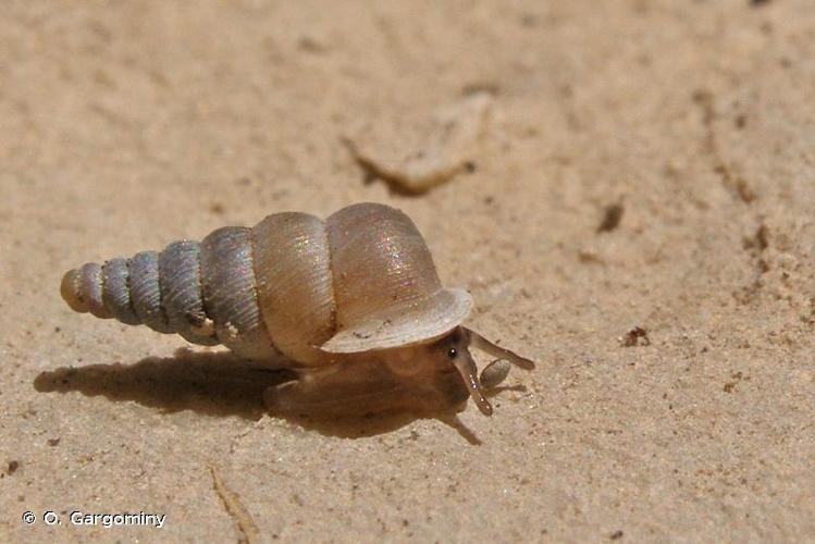 <i>Cochlostoma macei</i> (Bourguignat, 1870) © O. Gargominy