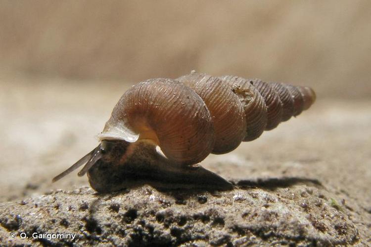 <i>Cochlostoma simrothi</i> (Caziot, 1908) © O. Gargominy