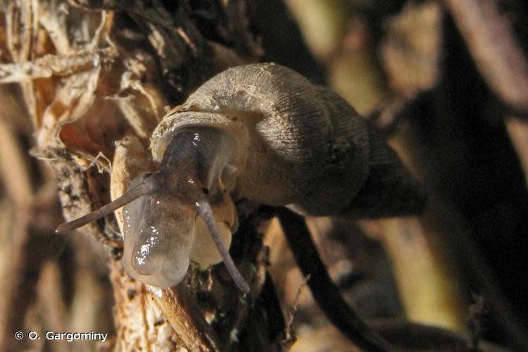 <i>Cochlostoma subalpinum</i> (Pini, 1885) © O. Gargominy