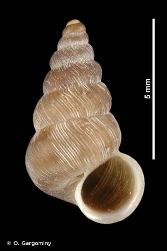 <i>Striolata striolata</i> (Porro, 1840) © O. Gargominy