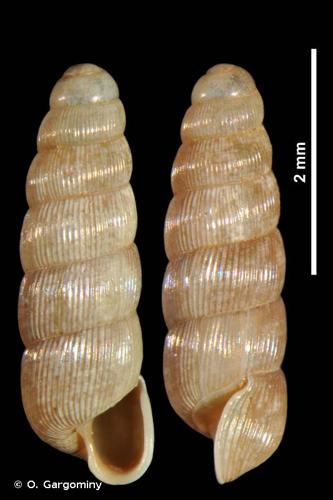 <i>Renea moutonii moutonii</i> (Dupuy, 1849) © O. Gargominy