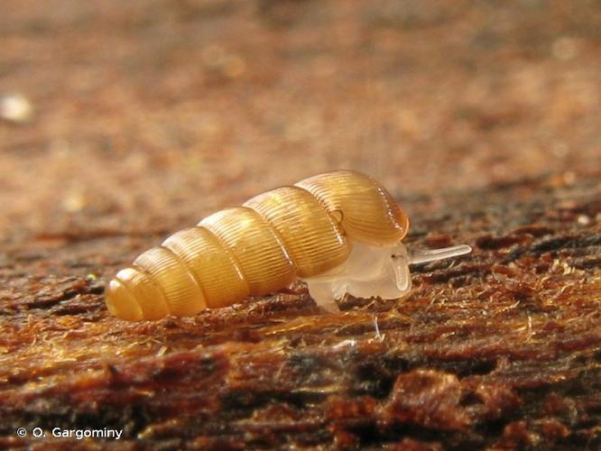 <i>Renea moutonii singularis</i> (Pollonera, 1905) © O. Gargominy