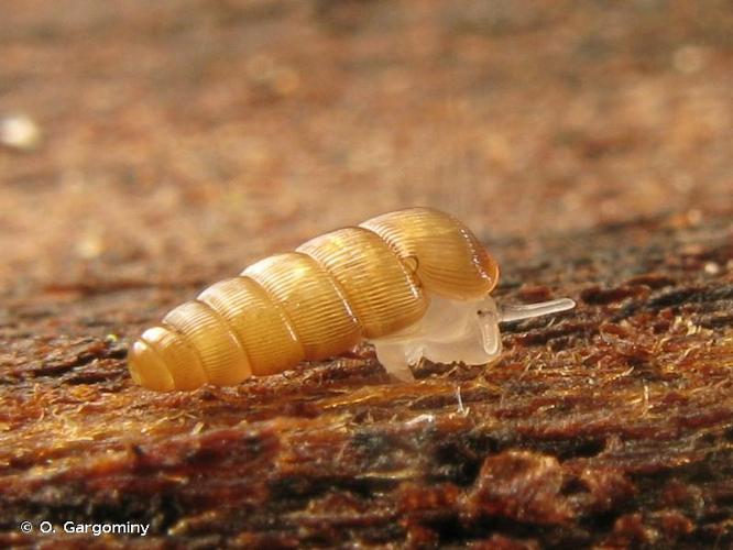 <i>Renea moutonii singularis</i> (Pollonera, 1905) © O. Gargominy