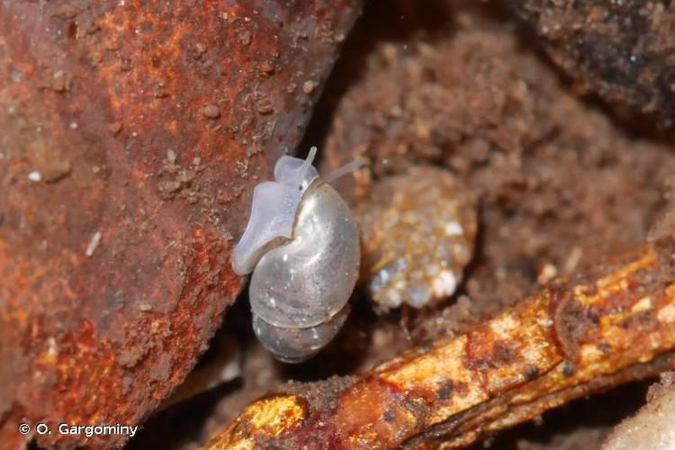 <i>Bythinella ligurica</i> (Paladilhe, 1867) © O. Gargominy