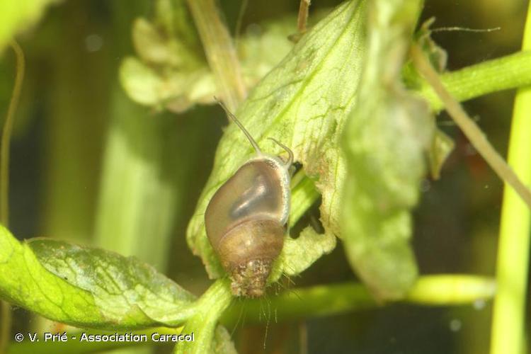 <i>Emmericia patula</i> (Brumati, 1838) © V. Prié - Association Caracol