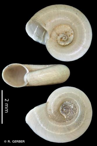 <i>Gyraulus parvus</i> (Say, 1817) © R. GERBER