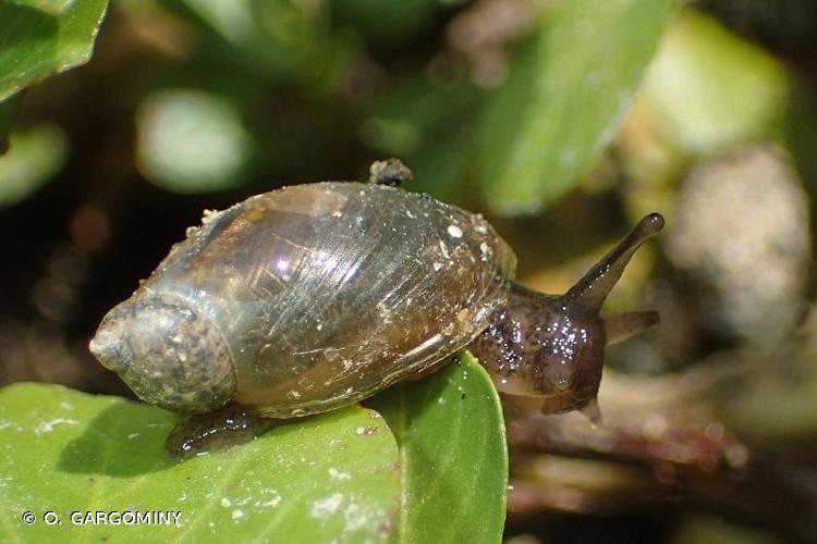 <i>Oxyloma elegans elegans</i> (Risso, 1826) © O. Gargominy