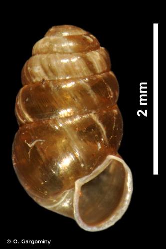 <i>Lauria sempronii</i> (Charpentier, 1837) © O. Gargominy