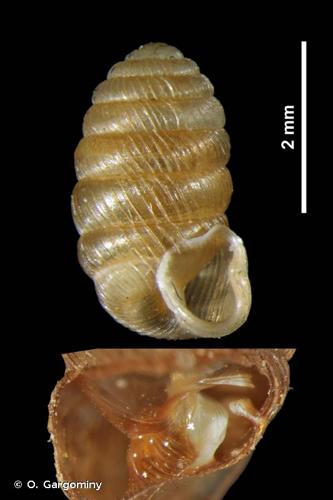 <i>Pagodulina austeniana austeniana</i> (G. Nevill, 1880) © O. Gargominy