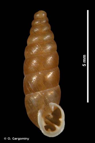 <i>Granaria stabilei anceyi</i> (Fagot, 1881) © O. Gargominy