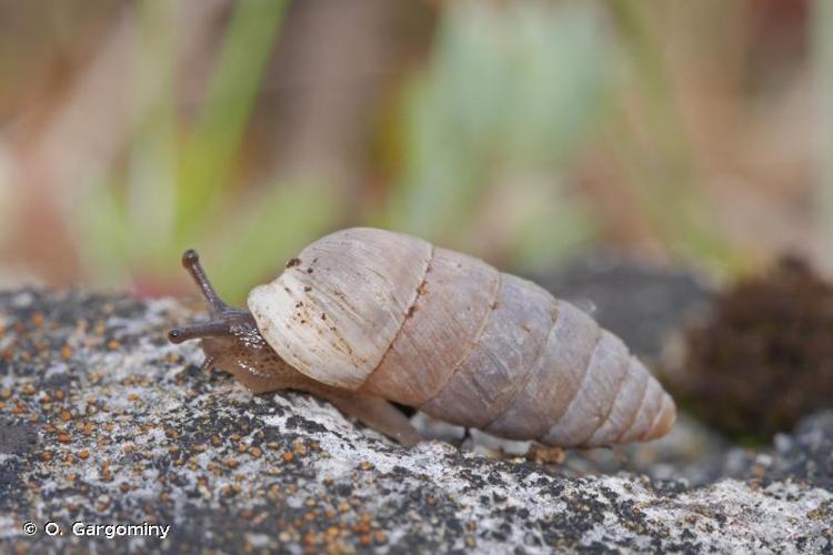 <i>Jaminia quadridens quadridens</i> (O.F. Müller, 1774) © O. Gargominy