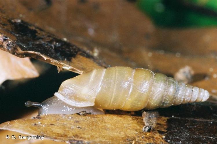 <i>Cochlodina triloba</i> (O. Boettger, 1877) © O. Gargominy