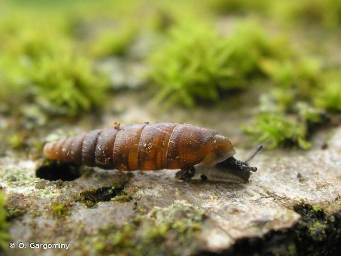 <i>Clausilia rugosa reboudii</i> Dupuy, 1851 © O. Gargominy