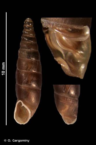 <i>Clausilia rugosa parvula</i> (A. Férussac, 1807) © O. Gargominy