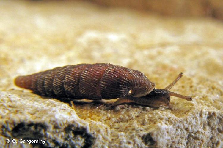 <i>Clausilia rugosa provincialis</i> Coutagne, 1886 © O. Gargominy