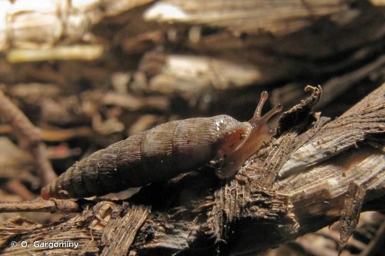 <i>Clausilia rugosa pinii</i> Westerlund, 1878 © O. Gargominy