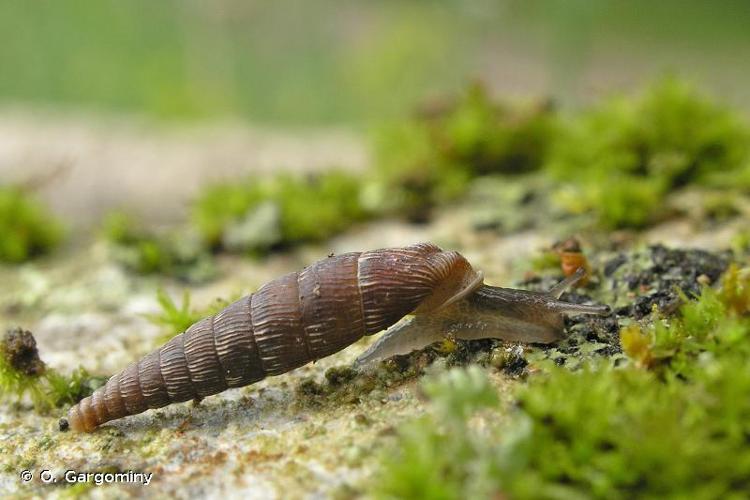 <i>Clausilia bidentata crenulata</i> Risso, 1826 © O. Gargominy