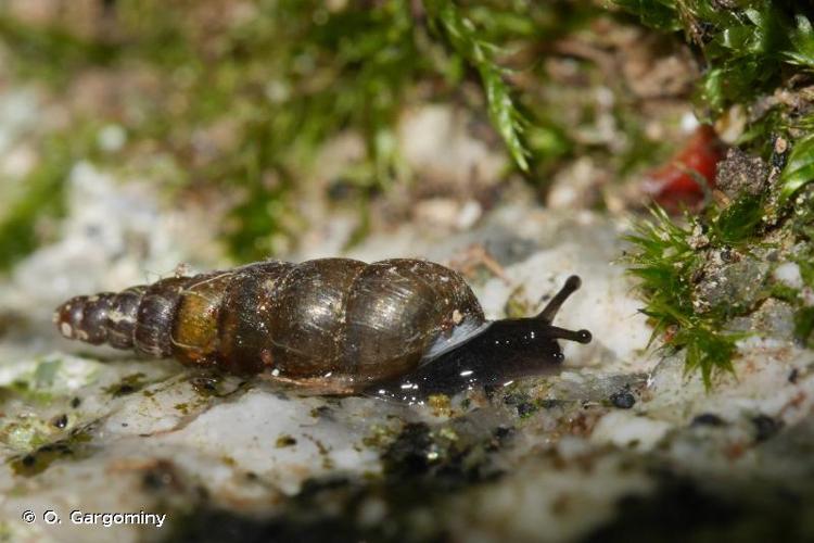 <i>Balea perversa</i> (Linnaeus, 1758) © O. Gargominy