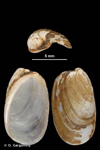 <i>Testacella maugei</i> Férussac, 1819 © O. Gargominy