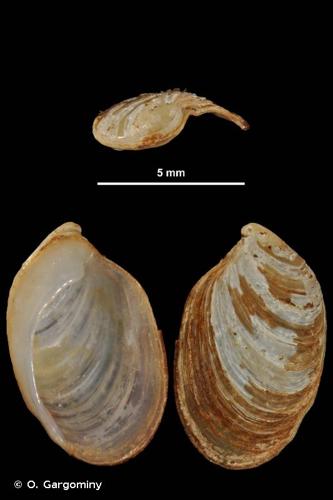 <i>Testacella bisulcata</i> Risso, 1826 © O. Gargominy