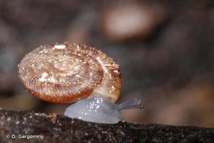 <i>Discus rotundatus rotundatus</i> (O.F. Müller, 1774) © O. Gargominy