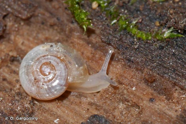 <i>Oxychilus clarus</i> (Held, 1838) © O. Gargominy