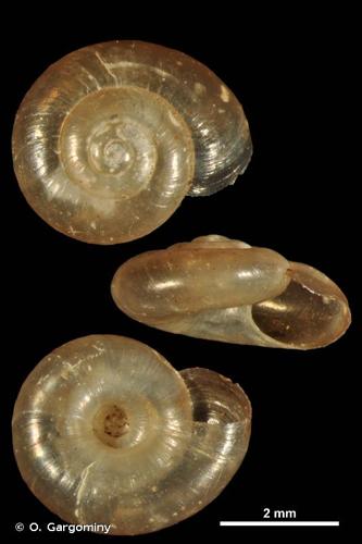 <i>Retinella pseudoaegopinella</i> Fo. Giusti, Boato & Bodon, 1986 © O. Gargominy