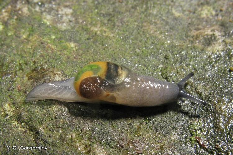 <i>Eucobresia glacialis</i> (Forbes, 1837) © O. Gargominy