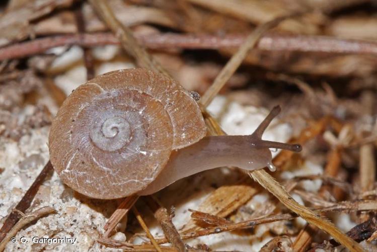 <i>Caracollina lenticula</i> (Michaud, 1831) © O. Gargominy