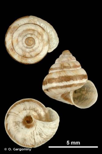 <i>Cochlicella conoidea</i> (Draparnaud, 1801) © O. Gargominy