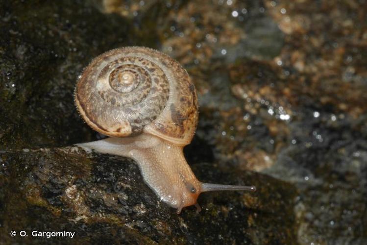 <i>Euomphalia strigella strigella</i> (Draparnaud, 1801) © O. Gargominy