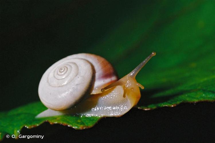 <i>Monacha martensiana</i> (Tiberi, 1869) © O. Gargominy