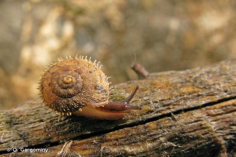 <i>Ciliella ciliata</i> (W. Hartmann, 1821) © O. Gargominy