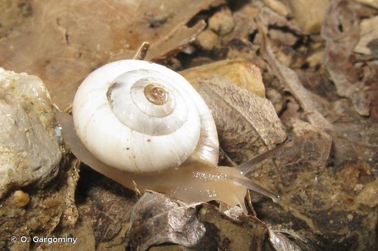 <i>Xeropicta derbentina</i> (Krynicki, 1836) © O. Gargominy