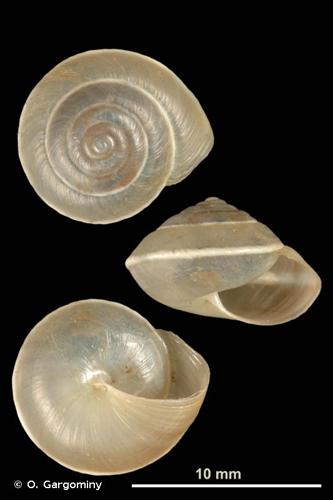 <i>Hygromia cinctella</i> (Draparnaud, 1801) © O. Gargominy