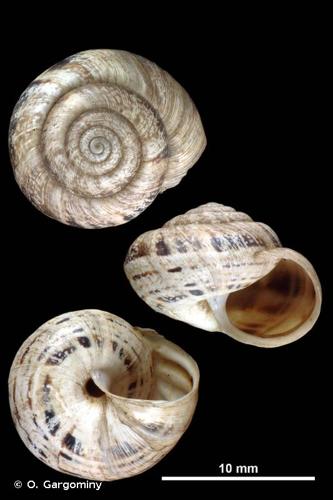 <i>Xerosecta terverii</i> (Michaud, 1831) © O. Gargominy