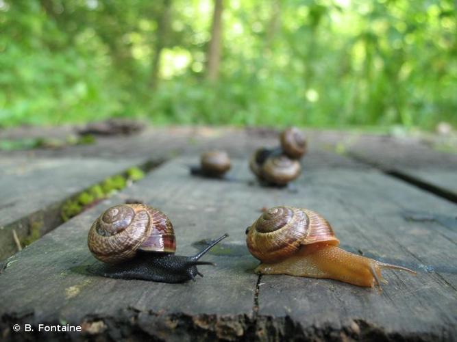 <i>Arianta arbustorum arbustorum</i> (Linnaeus, 1758) © B. Fontaine