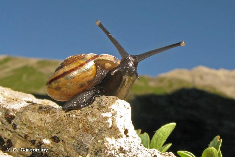 <i>Chilostoma zonatum flavovirens</i> (Dumont & Mortillet, 1852) © O. Gargominy