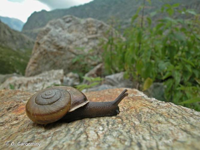 <i>Chilostoma millieri</i> (Bourguignat, 1880) © O. Gargominy