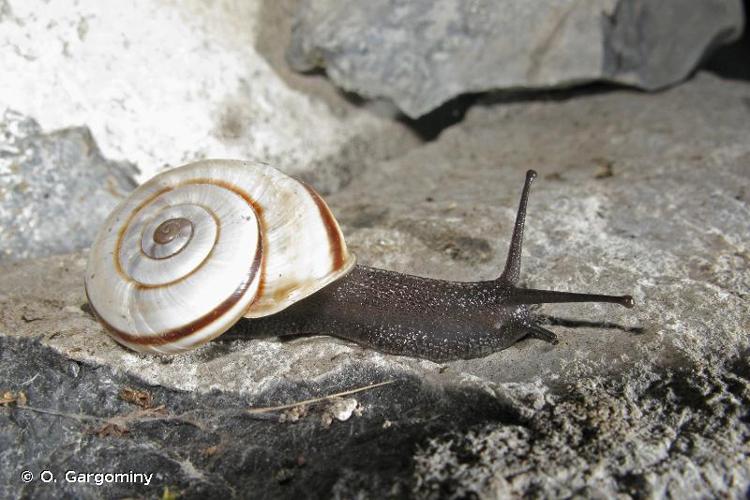 <i>Chilostoma cingulatum cingulatum</i> (S. Studer, 1820) © O. Gargominy